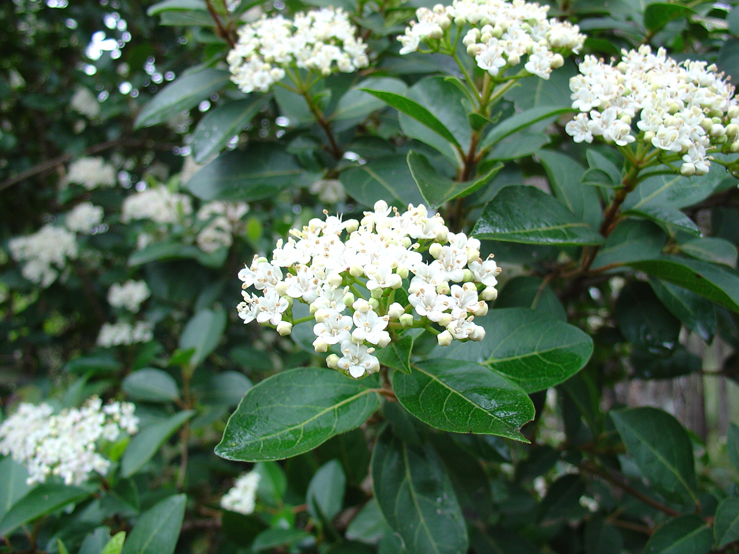 25 Semillas de Durillo (Viburnum tinus)