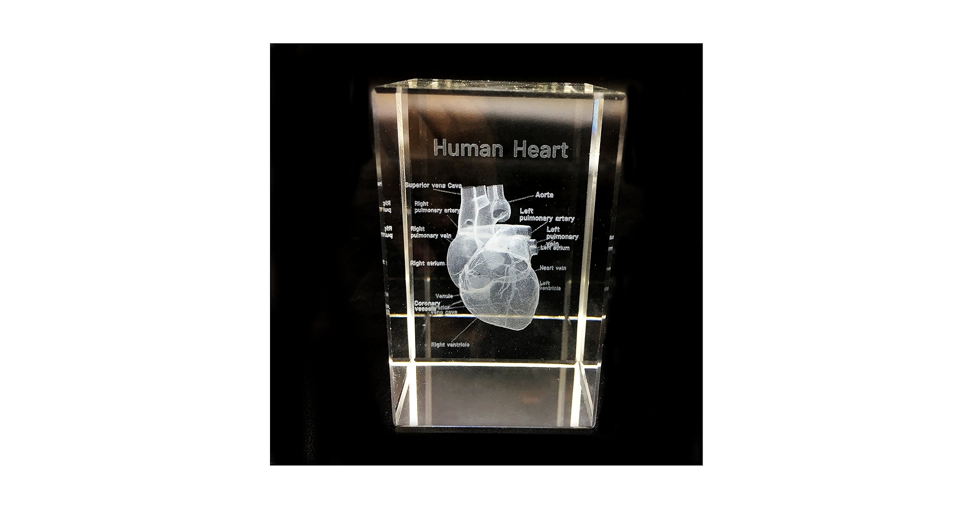 Amazon.com: 3D Human Heart Anatomical Model Paperweight