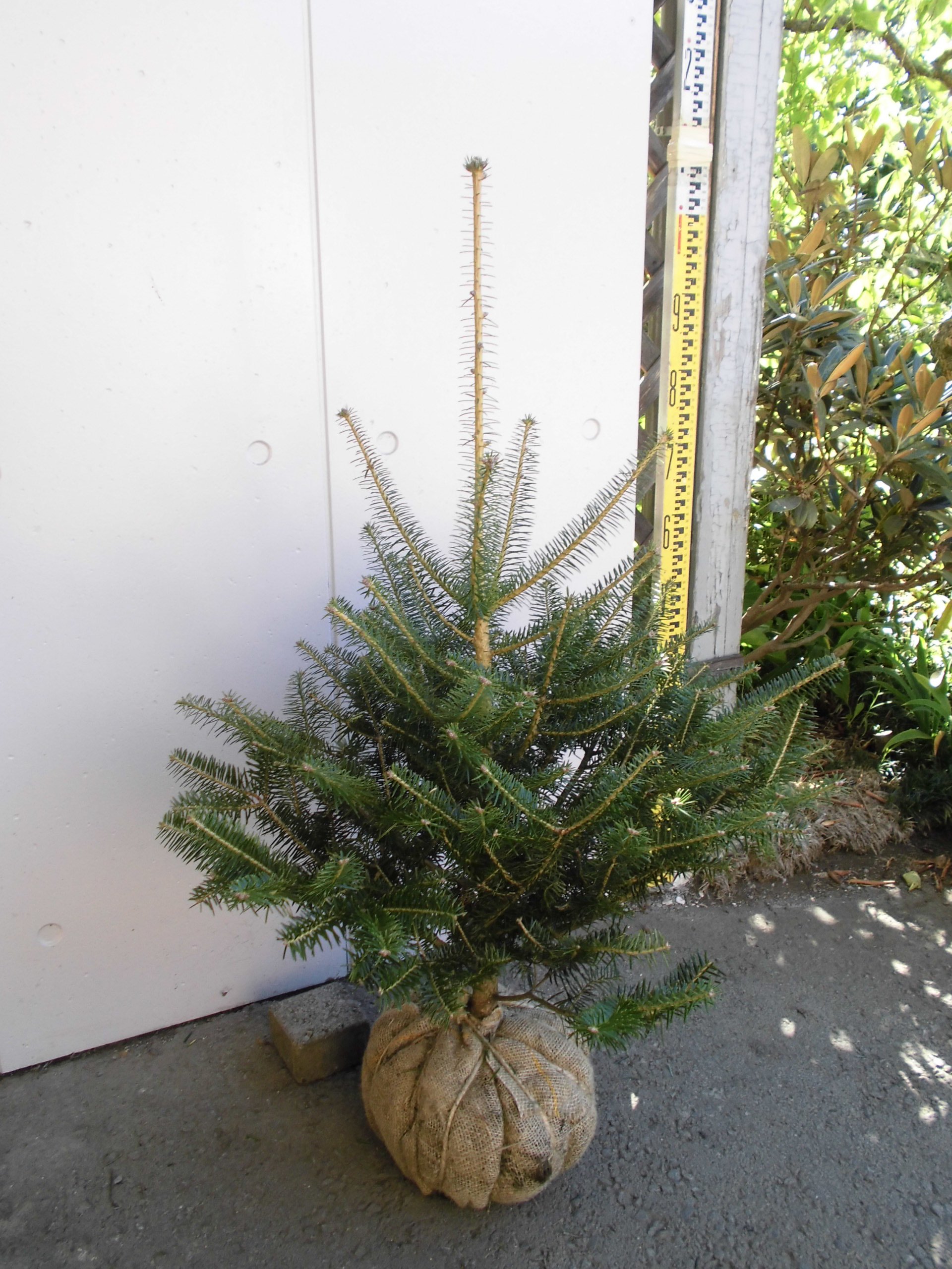 配送最大サイズ　モミノキ　約180cm 長野県産クリスマスツリー もみの木　22 配送最大サイズ モミノキ 約180cm 長野県産クリスマスツリー もみの木