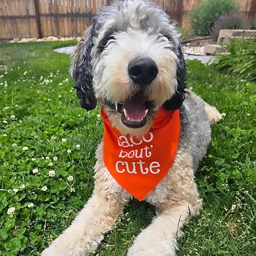 Miniatura 2 de Taco Bout' Cute Cinco de Mayo - Bandana para perro (708 rojo, XS)