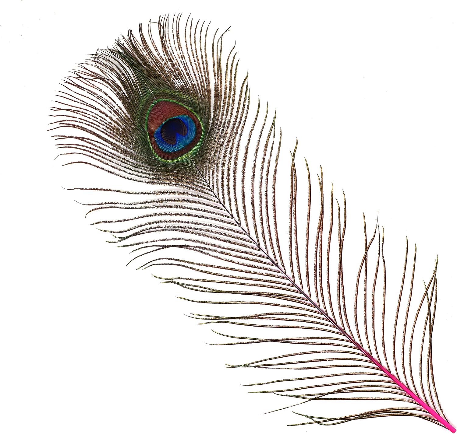 ZUCKER 25pcs Stem Dyed Peacock Eye Feathers - 8-15 inch Art Supply DIY Craft Wedding Décor - Shocking Pink