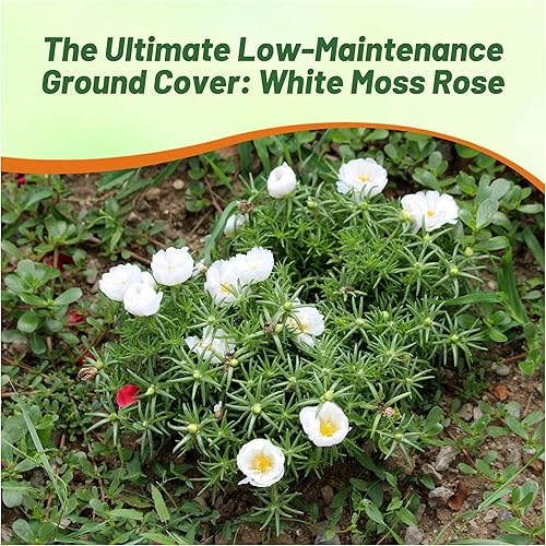 Miniatura 7 de Outsidepride Semillas de rosa de musgo blanco, 500 piezas anuales, tolerantes a la sequía y al calor, semillas de cobertura del suelo aptas para