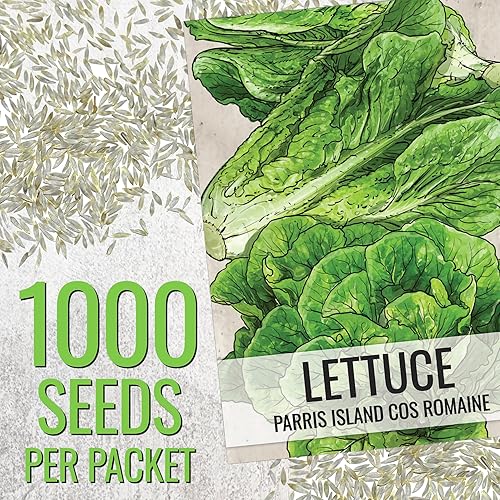 Miniatura 3 de Seed Needs Semillas de lechuga romana para plantar Parris Island COS - Cultivos anuales de clima frío sin OMG y sin tratar, cultiva un huerto al
