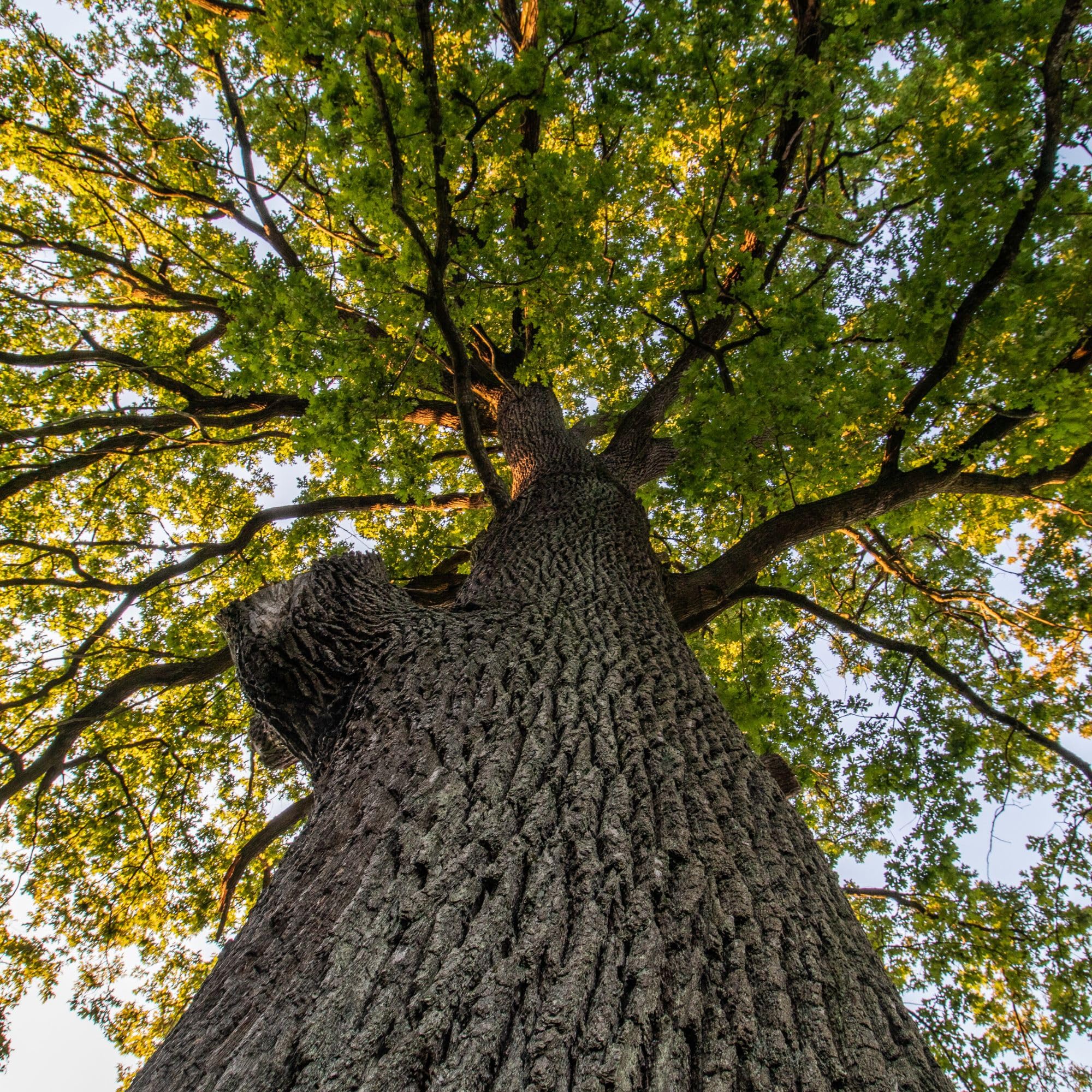 Alpi Nature Herbata z Kory Dębu 125g, Suszona i Cięta Kora Dębu do Przygotowania Herbaty i Naparów