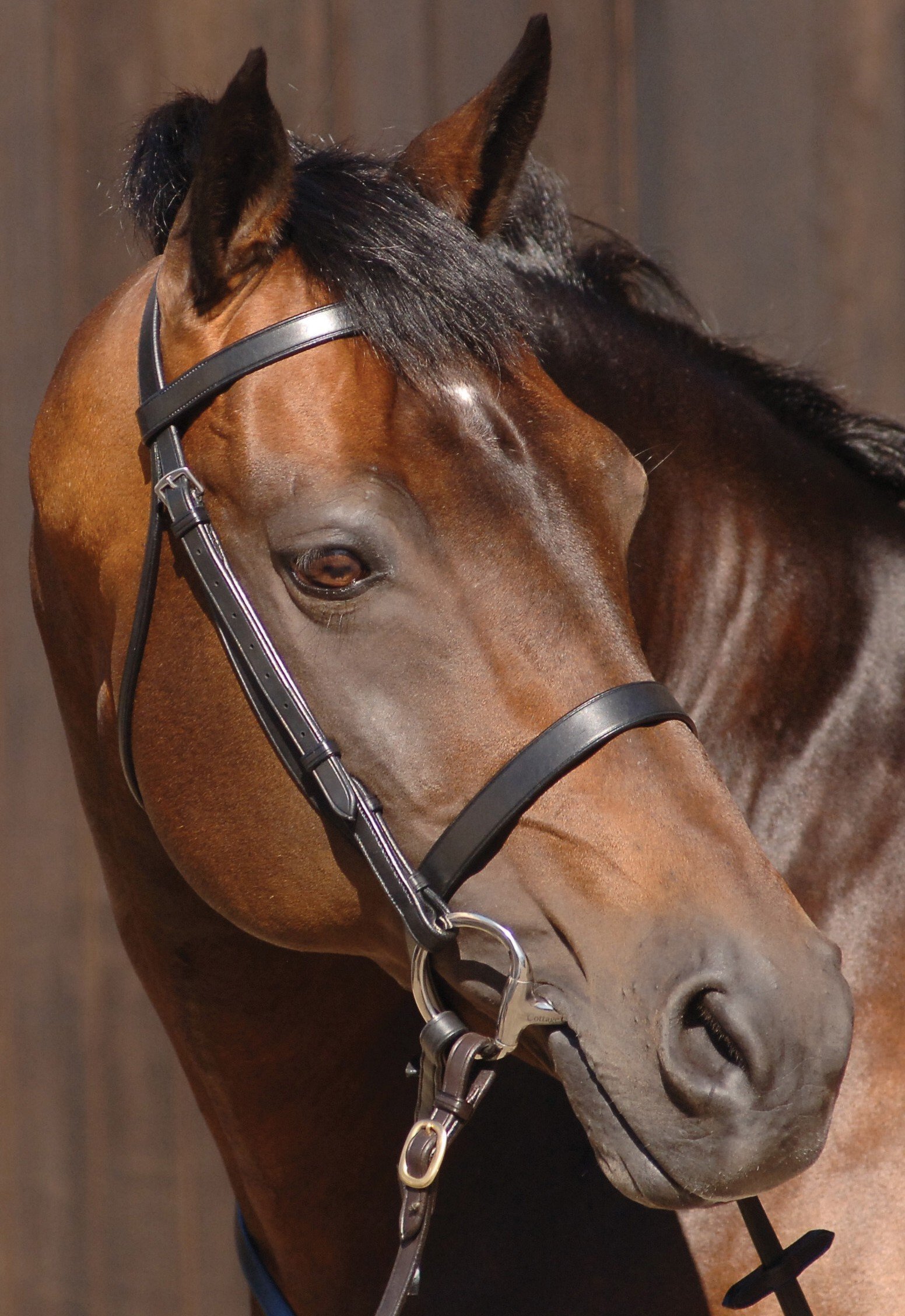 Caldene Plain with Plain Reins Snaffle Bridle Pony Havana
