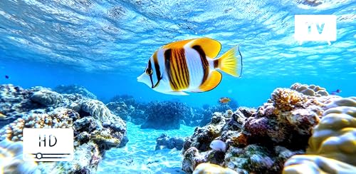 Tropical Reef Swim – Bright Sea Fish & Ocean Drift – vue 8