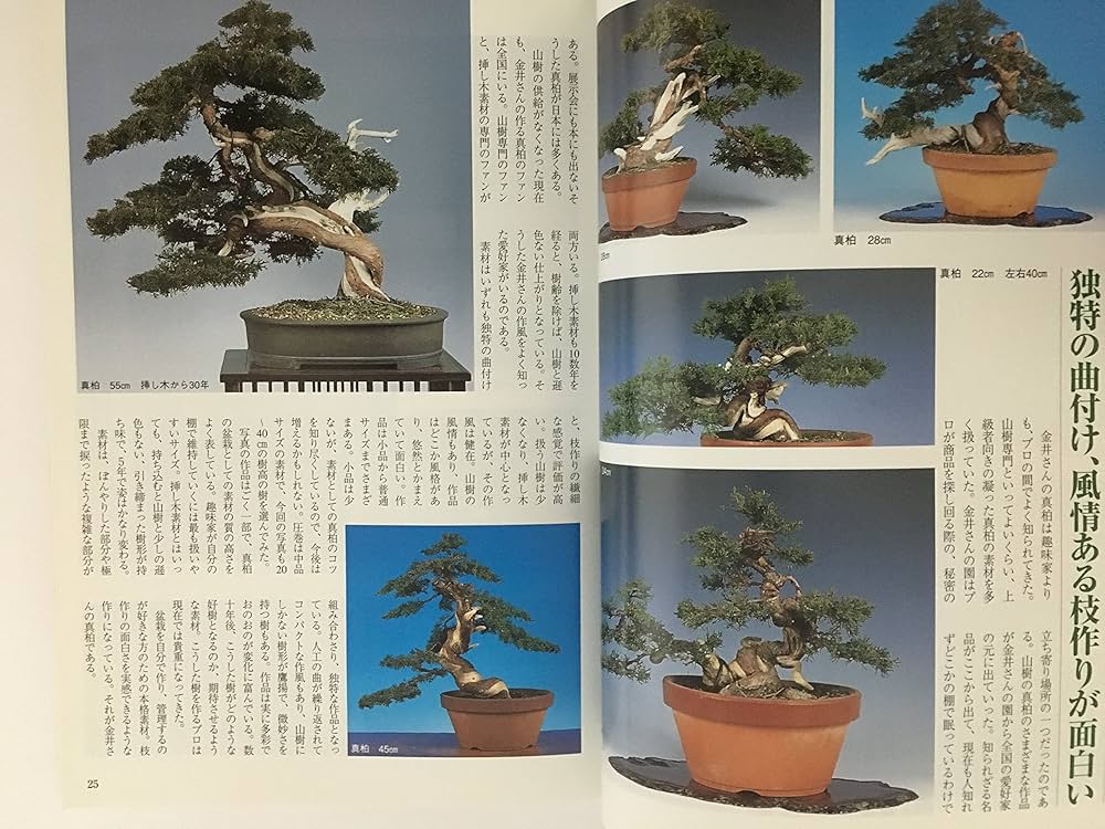 5*3様 [サービスオークション盆栽]真柏/曲の良い小品 5*3様 [サービスオークション盆栽]真柏/曲の良い小品 週末