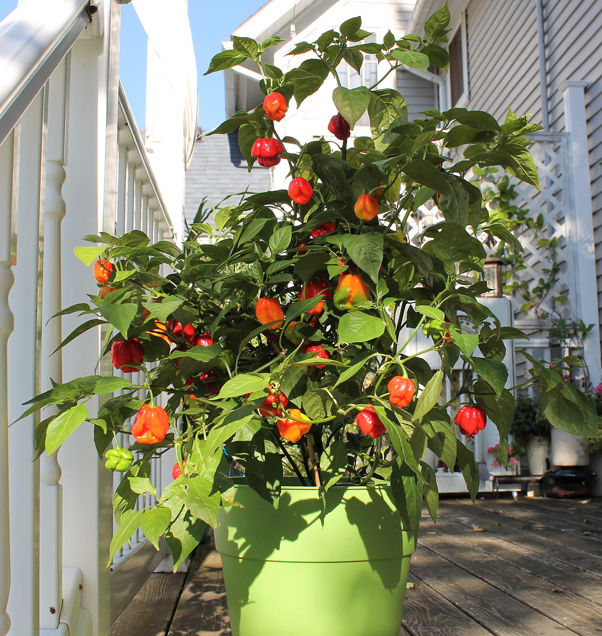 Carolina Reaper Pepper Plant Two (2) Live Plants Not Seeds Each 4"7" Tall in 4" Pots