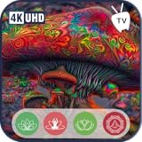 魅惑的なキノコの聖域-魅惑的なフルートと穏やかな自然のメロディー|安らかな睡眠、癒し、リラクゼーションのための理想的な