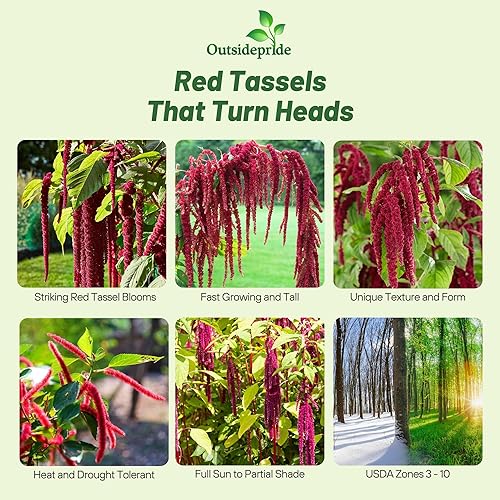 Miniatura 2 de Outsidepride Amaranthus Love Lies Bleeding Red Garden Flower Landscaping Plants - 10000 Semillas