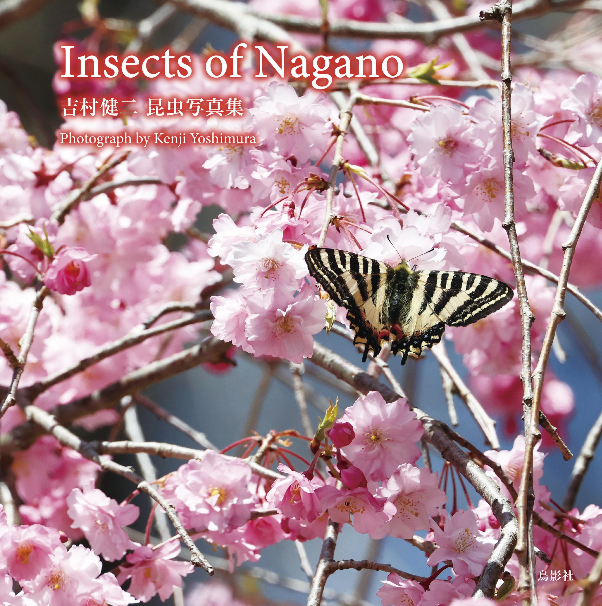 Amazon.co.jp: Insects of Nagano 吉村健二 昆虫写真集 : 吉村 健二: 本