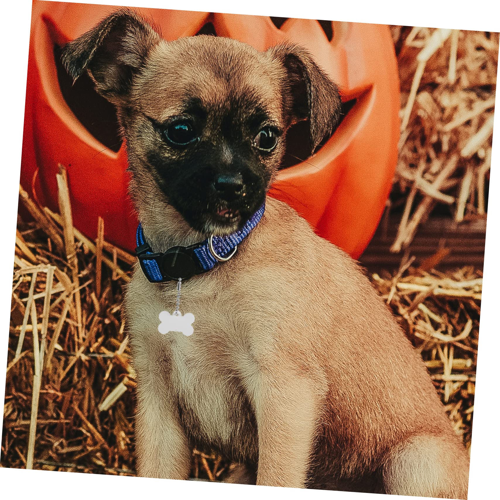 Happyyami 60piezas Etiquetas De Sublimación Para Mascotas Placas De Identificación Para Perros y Gatos Personalizables Fabricadas Para Añadir Un Estilo Tu Mascota