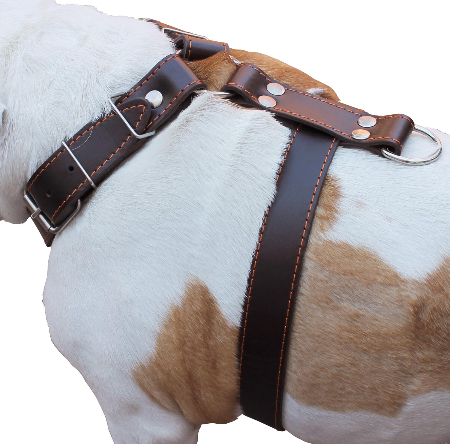 Dogs My Love Brown Genuine Leather Dog Harness Large. 30"-35" Chest, 1.5" Wide Straps Pitbull, Boxer, Rottweiler