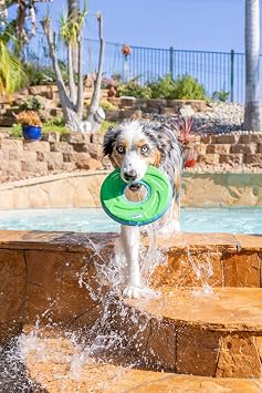 Chuckit! Amphibious ZipFlight Floating and Flying Disc Dog Toy, Medium (8.5), Assorted Colors (Orange And Blue/Green and Blue)