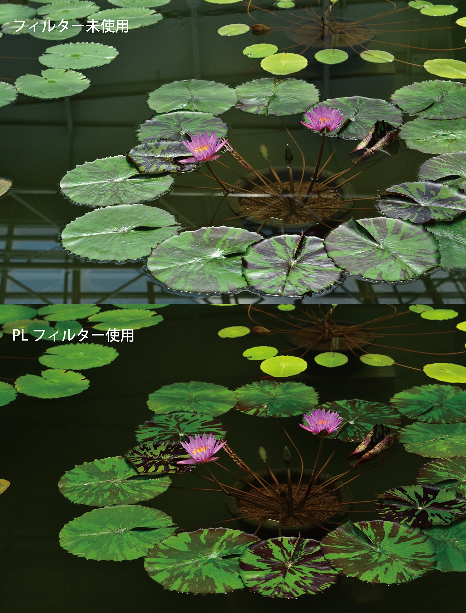 Amazon | Kenko PLフィルター PL(W) 49mm コントラスト・反射調整用 薄  