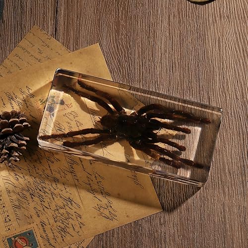 Miniatura 10 de Espécimen de esqueleto de murciélago real en resina para educación científica en el aula, gran regalo para fanáticos de la taxidermia, cráneo