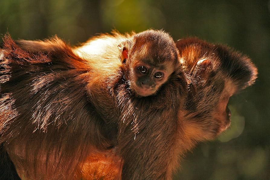 BBC earth アニマル・ベビー ~野生の成長物語~ [Blu-ray] Amazon.co.jp: BBC earth アニマル・ベビー ~野生の成長物語