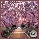 Cherry Blossom Gallery