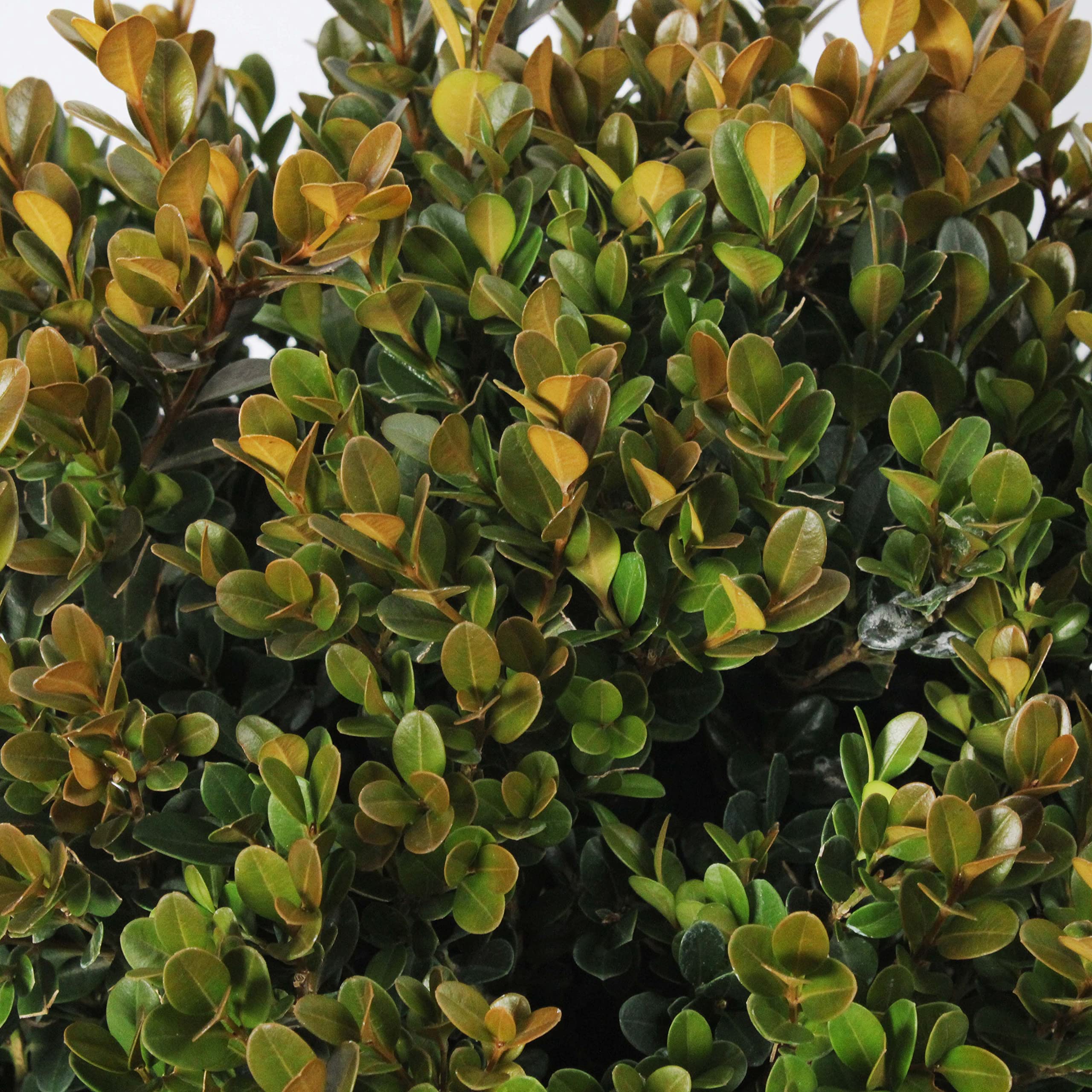 Buchsbaum Kugel Ca. 30cm - Immergrüne Gartenpflanze Im Topf