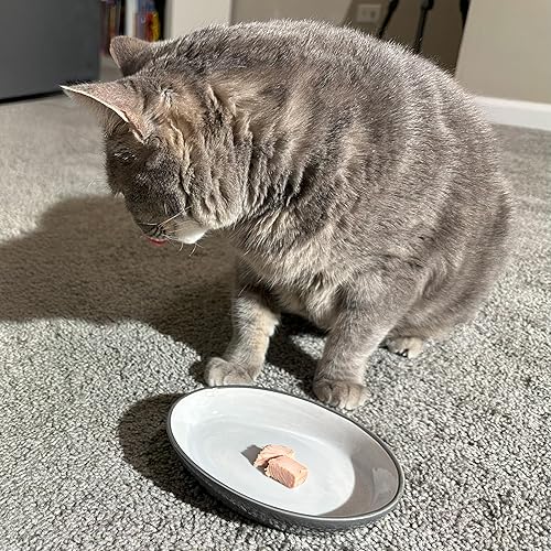 Miniatura 7 de SPOT by Ethical Products - Cuenco de cerámica pesada de alto brillo para perros y gatos, plato duradero para alimentos y agua para mascotas, apto