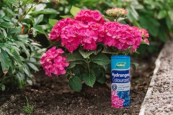 Westland Hydrangea Colourant, 500 g