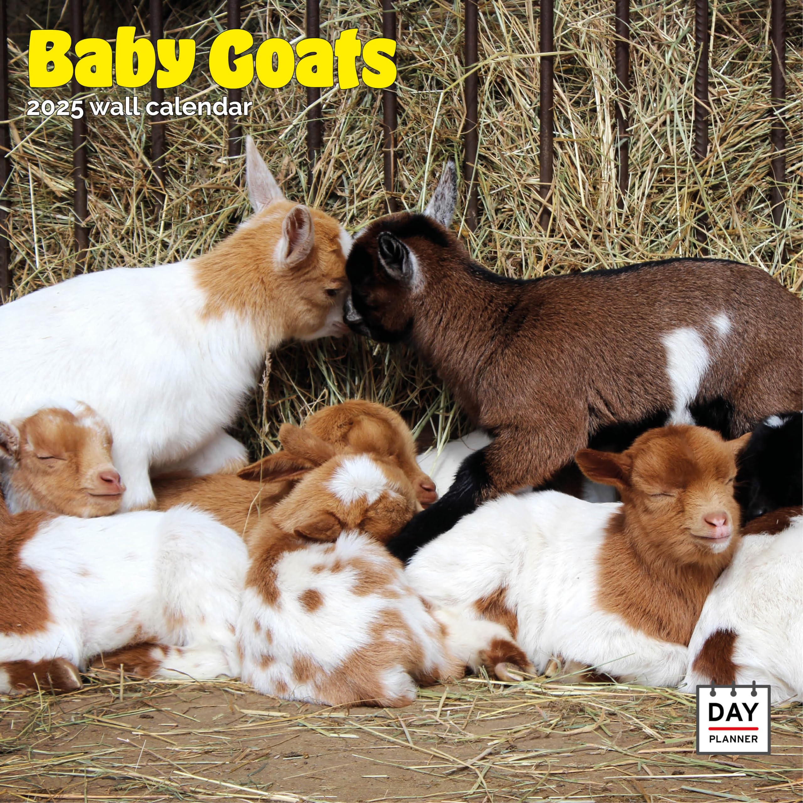 Dayplanner Publishing Baby Goats Calendar 2026, Large Square Wall Calendar With Organisational Stickers, 16 Month