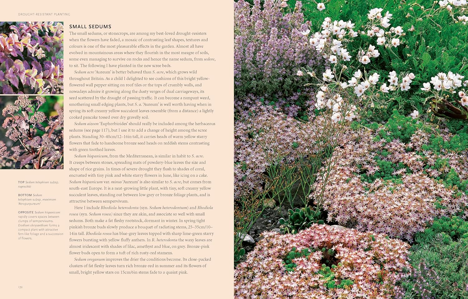 Drought-Resistant Planting: Lessons from Beth Chatto's Gravel Garden