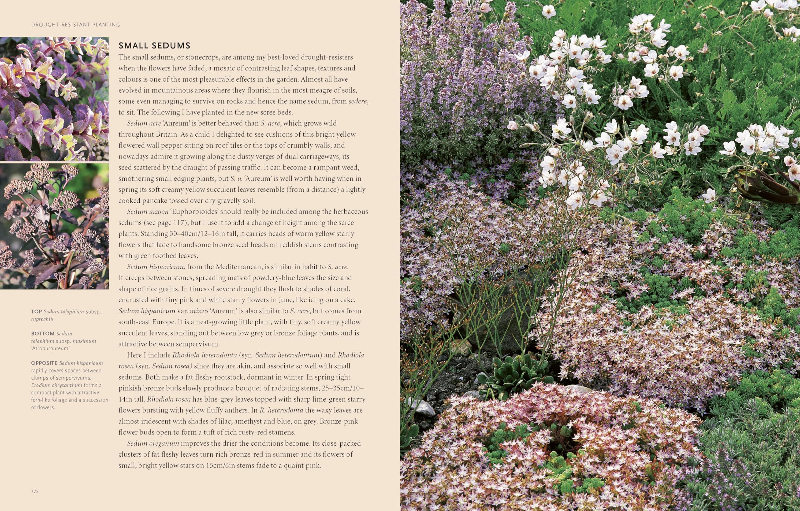 Drought-Resistant Planting: Lessons from Beth Chatto's Gravel Garden