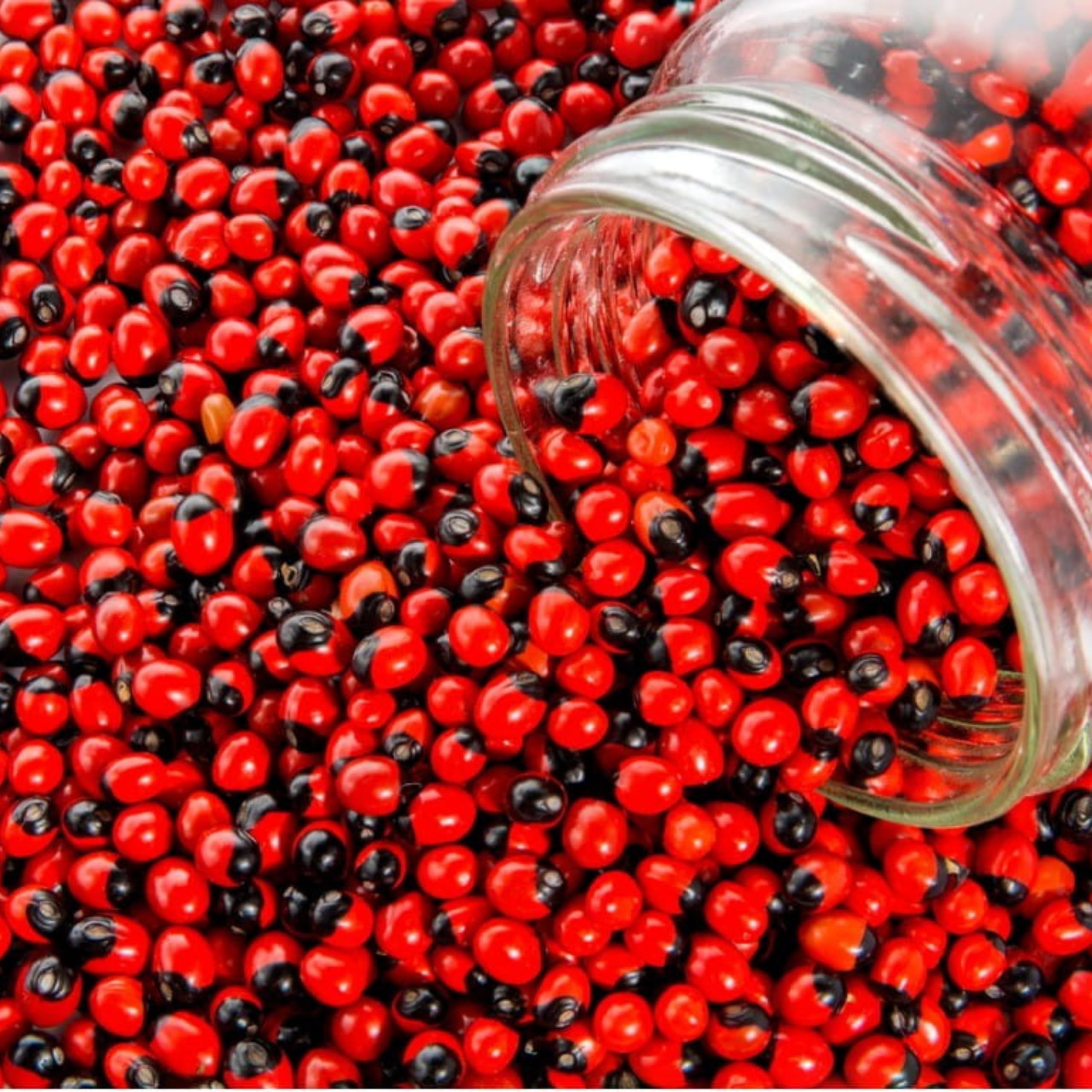 PGD Rosary pea, Crab's eye, jequirity bean Seeds | Natural Chirmi Red Gunja Seeds | Gurinvida Beads Ratti Gumchi Madhuyastika for Pooja (40+ Pieces) God ganesha Lakshmi Mahakali Saraswati puja-image-16
