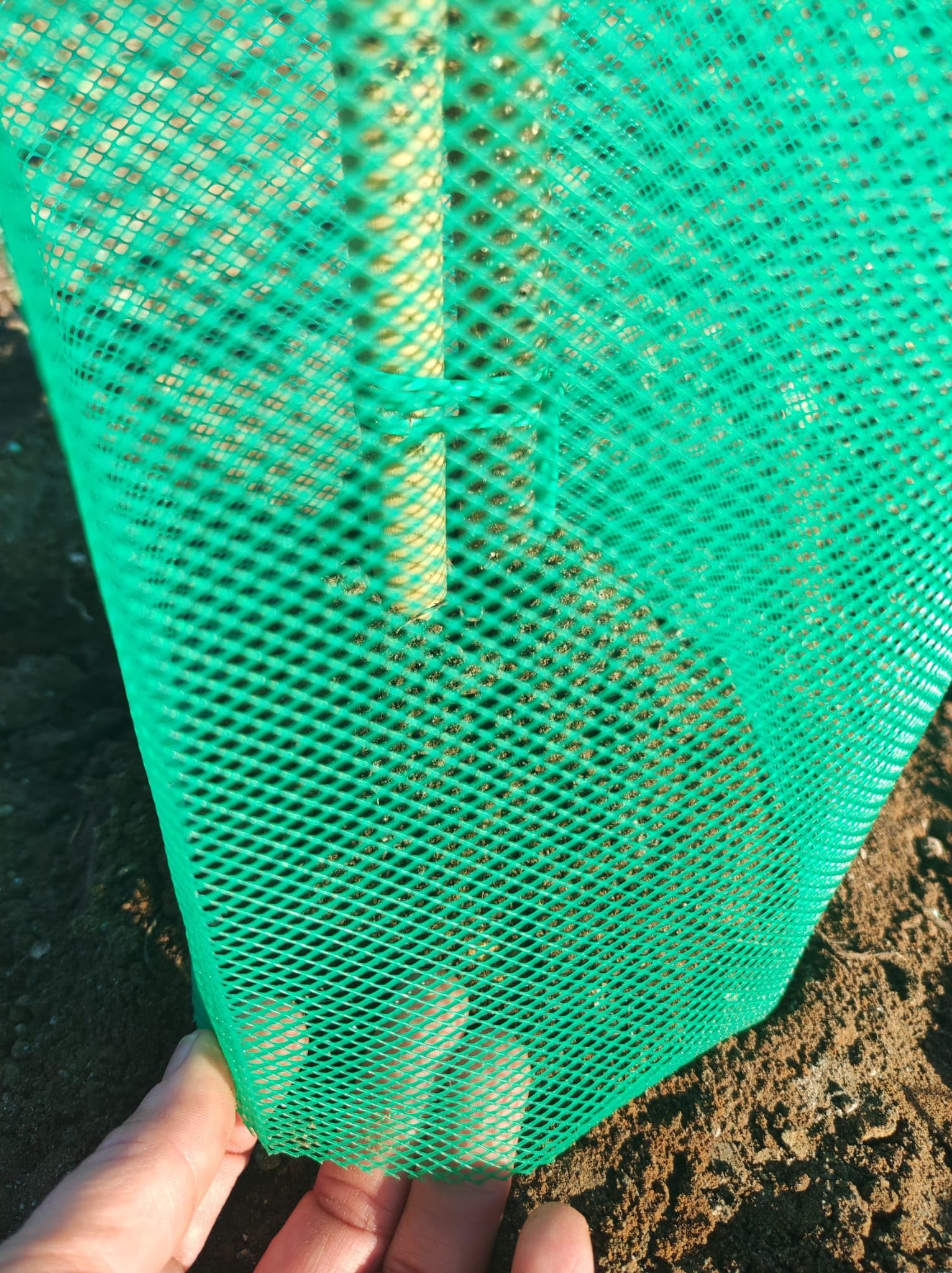 Todo Cultivo Protector de Malla para árboles 60 cm. de Altura. 50 uds Color Verde. Protector indicado para Zonas calurosas Donde la Planta Necesita airearse.