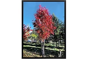 20x30 Poster Frame in Black Wood: Showcase Your Artwork with Sophistication