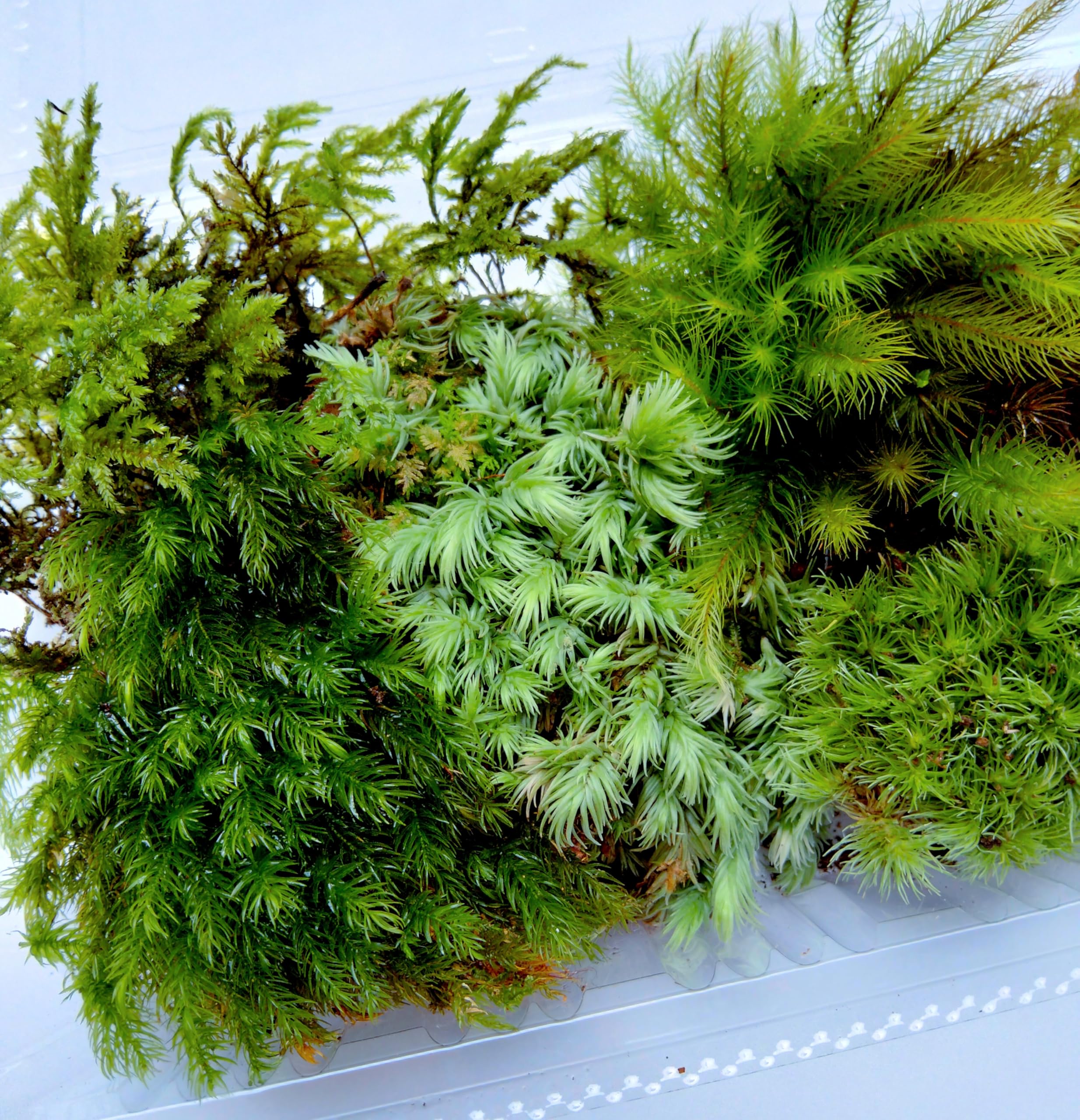 Natural Moss, Set of 5 Types, Approx. 6.9 x 4.3 inches (17.5 x 11 cm), Pesticide-Free, Domestic Terrarium, Moss Garden, Bonsai, Moss