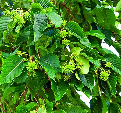 Semillas de árbol feliz para plantar (30 semillas) - Camptotheca acuminata