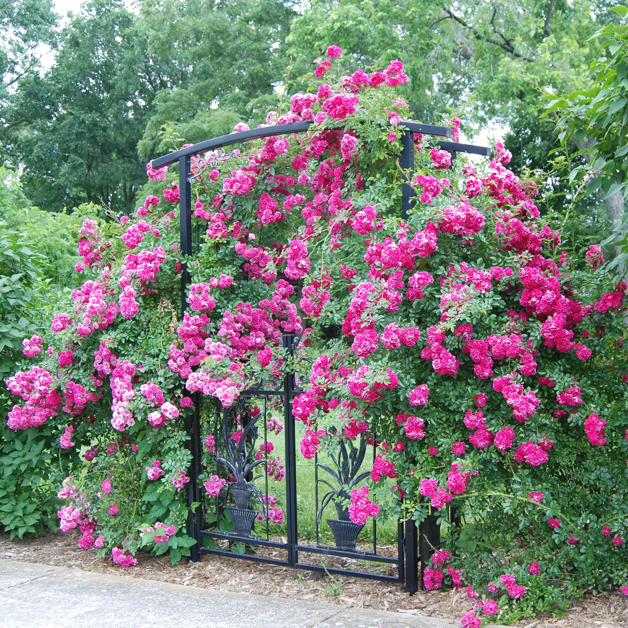 GardenersDream Rosal Trepador rosa – Rosal en Maceta Resistente y de Bajo Mantenimiento – Trepadora con Flores para Paredes, Pérgolas y Vallas