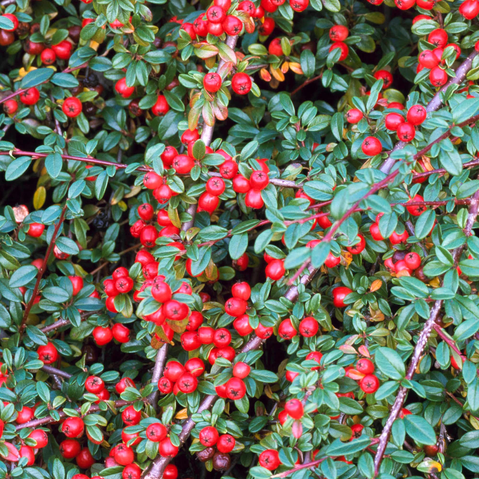 Bearberry Cotoneaster Coral Beauty | Evergreen Potted Bushy Garden Shrub (15-30cm Incl. Pot)