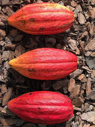 Miniatura 5 de Nueva y saludable planta en maceta de árbol de frutas tropicales de chocolate y cacao de Theobroma rojo de 10-13 pulgadas