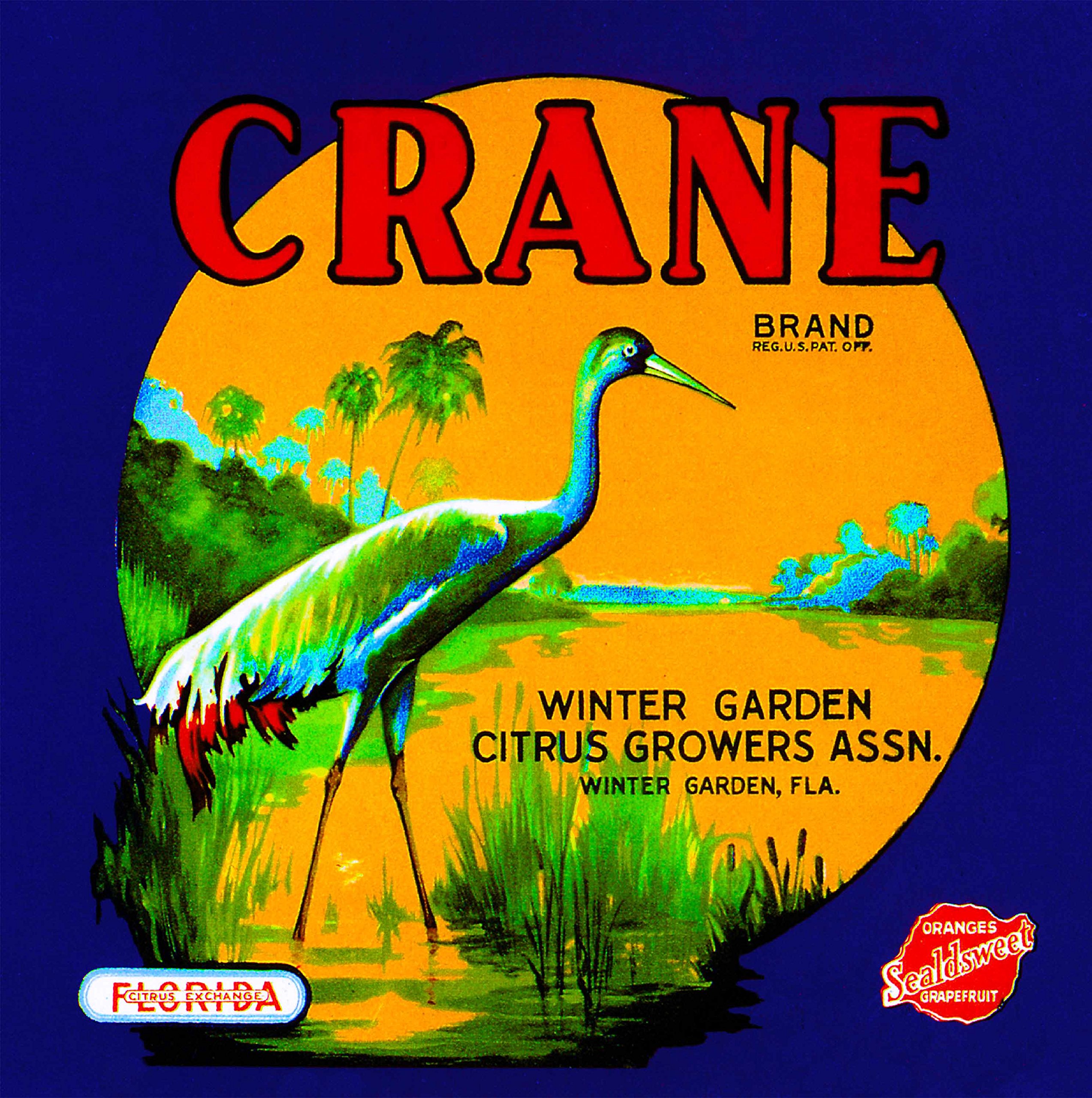 Amazon.com: A SLICE IN TIME Winter Garden, Florida Crane Bird