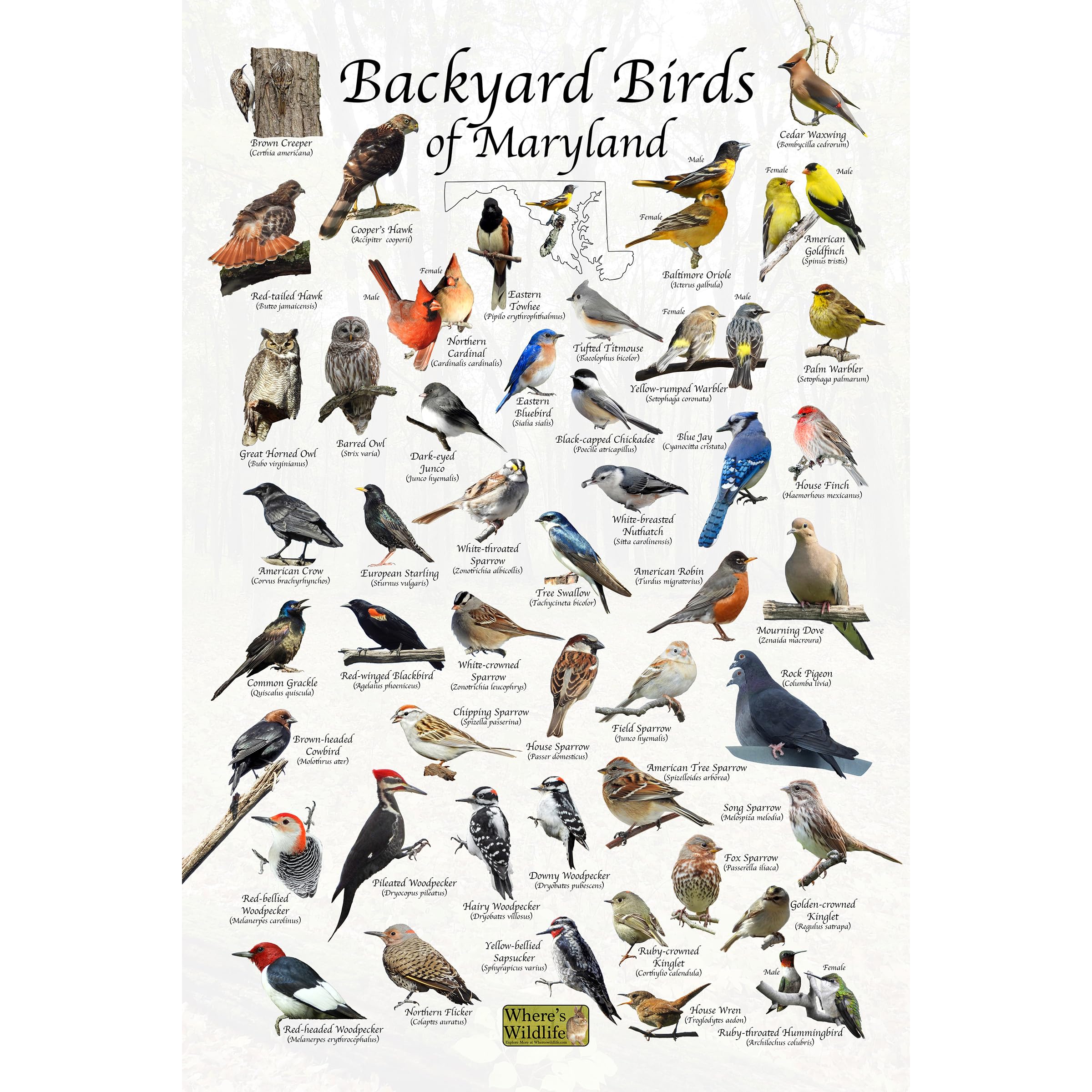 Where's Wildlife Backyard Birds of Maryland Bird Identification Poster (8" x 12")