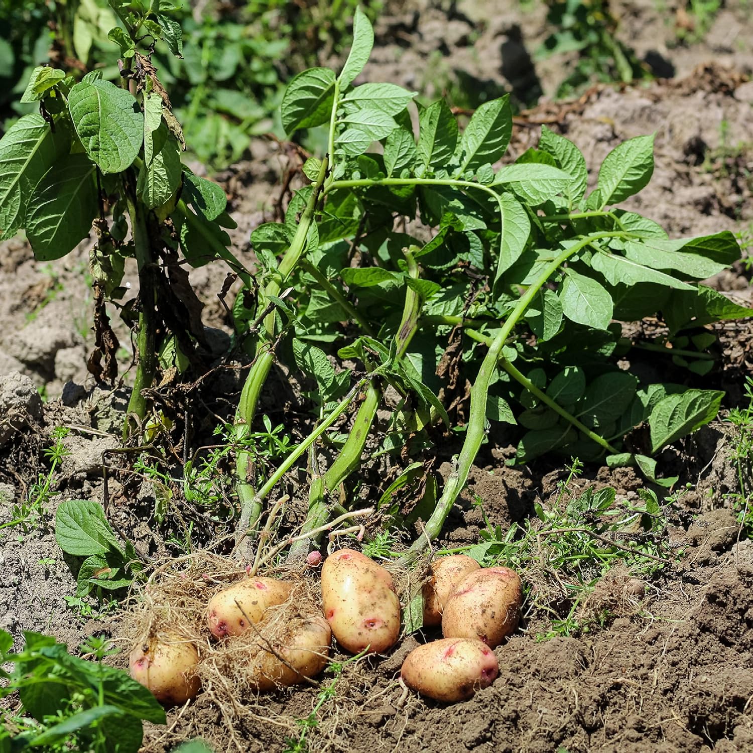Buy Yukon Gold Potatoes Seed Potatoes for Fall Planting 2 lbs