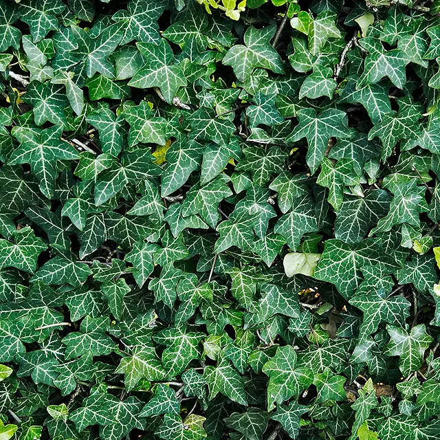 Gemeiner Efeu Winterhart - Kletterpflanze Immergrün, Bodendecker Mehrjährig