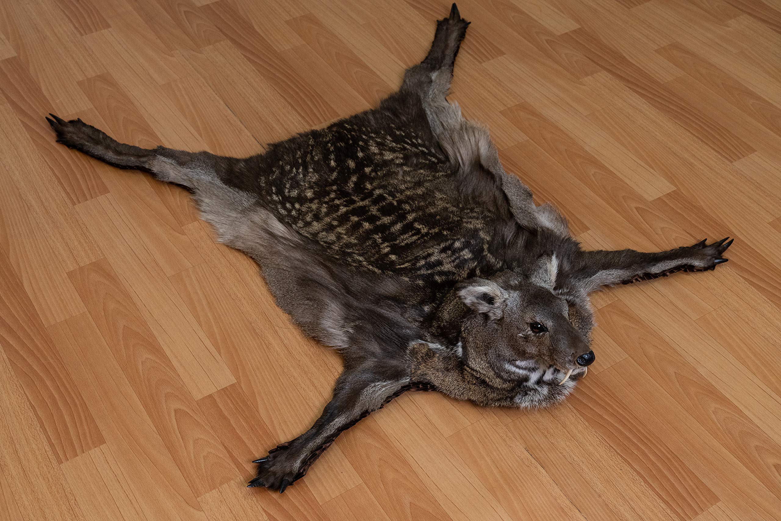 Amazon.co.jp: シベリアンムスク鹿剥製ラグマウント ヘッド付き