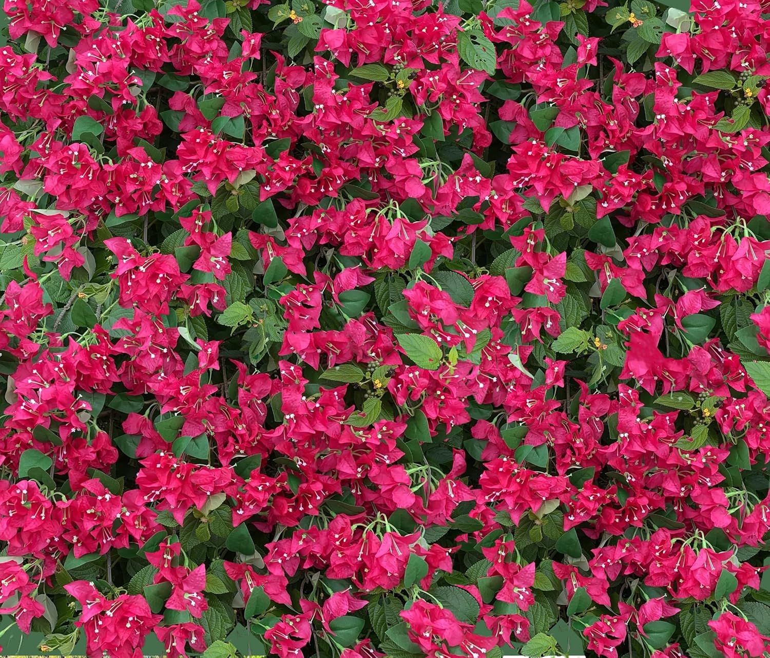 Pack of 12 - Silk Bougainvillea Branches Artificial Flowers Stem Faux Bougainvillea Floral Hanging Vines for Home Wedding Centerpieces Table Vase Storefront Event Decor (Deep Pink - Pack of 12)