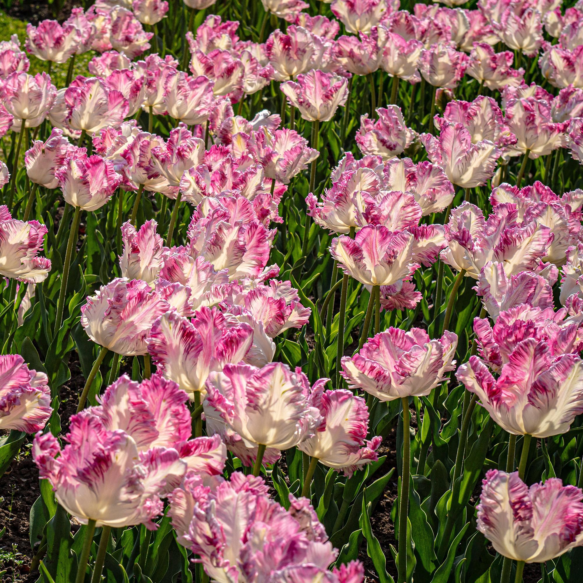 Tulipano Cabanna - Bulbi perenni primaverili da piantare in autunno