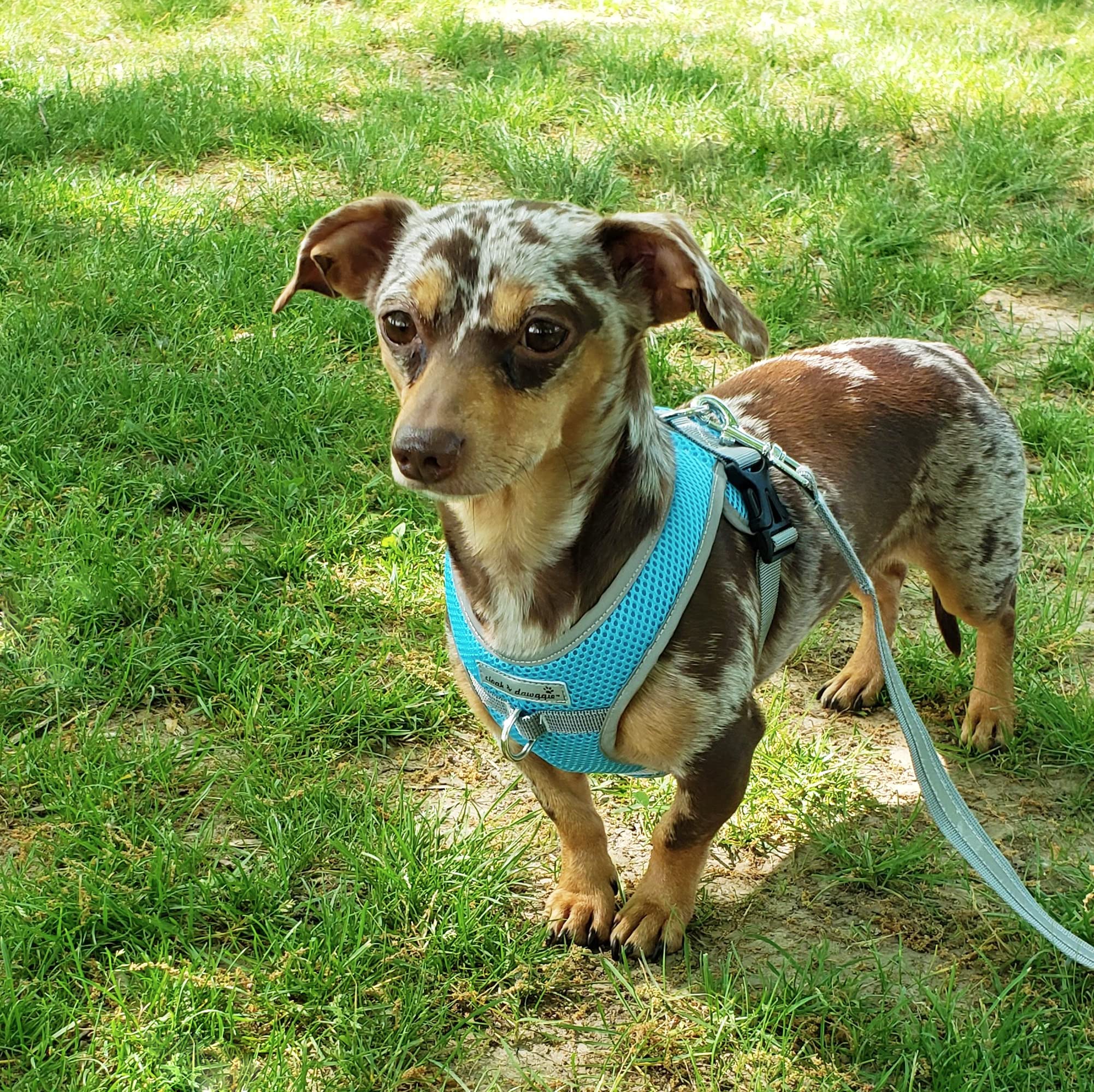 Precision Snap N Go - Arnés deportivo de malla resistente para perro, 7-70 libras, chaleco fácil de poner, chaleco ajustable XS a XL, chaleco suave para caminar, extra grande, turquesa