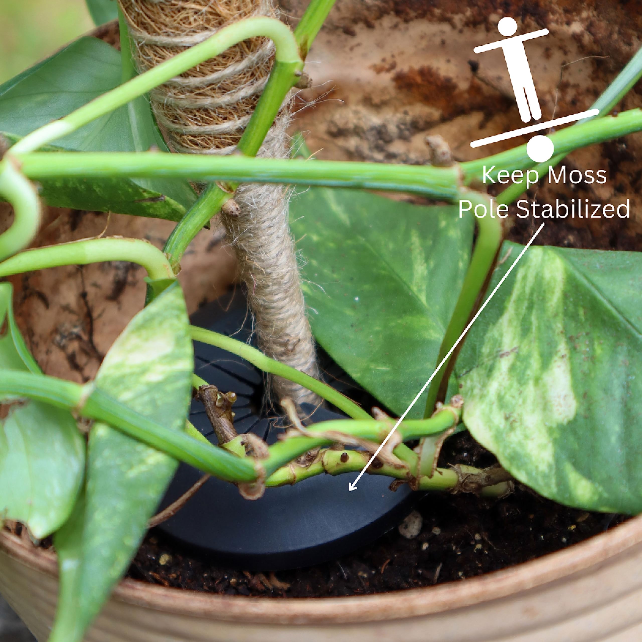 Flexsac 2 Stck  15,7 Zoll Moosstange fr Pflanzen, 2  Packung 30,5 cm  ausziehbare Stange fr Monstera-Pflanzensttze, Kokosfaser fr  Pflanzensttze, Moosstangen fr Kletterpflanzen Monstera, Pothos :  Amazon.de: Garten