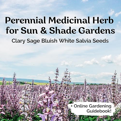 Miniatura 2 de KVITER 100 semillas de salvia clara, salvia blanca azulada, sombra medicinal perenne, semillas de plantas orgánicas para plantar, semillas de flores