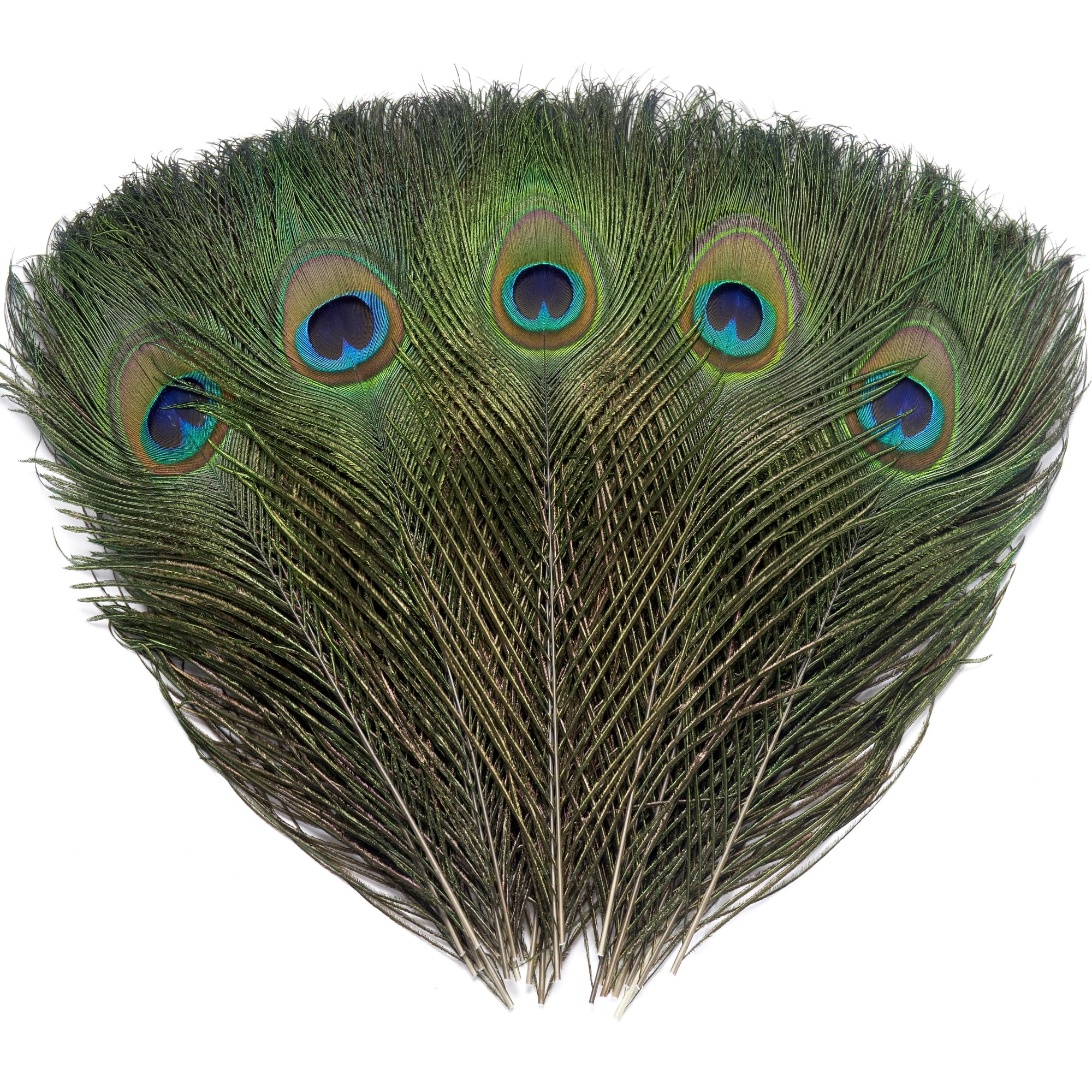 Ballinger 16Pcs Natural Peacock Feathers - 10-12 inch Large Big Peacock Feathers Bulk for DIY Crafting,Christmas,Wedding and Holiday Decorations