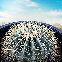 Vista 10 de Cactus Outlet - Ferocactus Gracilis - Cactus de Barril - Plantas de Cactus Vivas - Plantas de Cactus de Barril Vivas - Plantas de Cactus de Barril