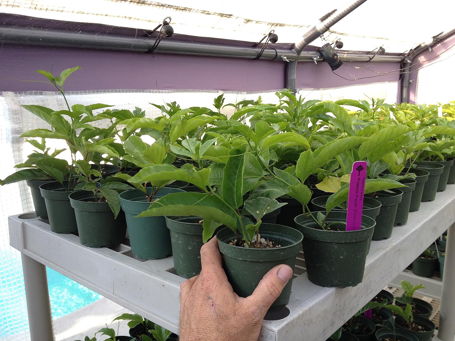 Edible Passion Fruit Vine - Passiflora Purple Possum Passion Fruit - Plant