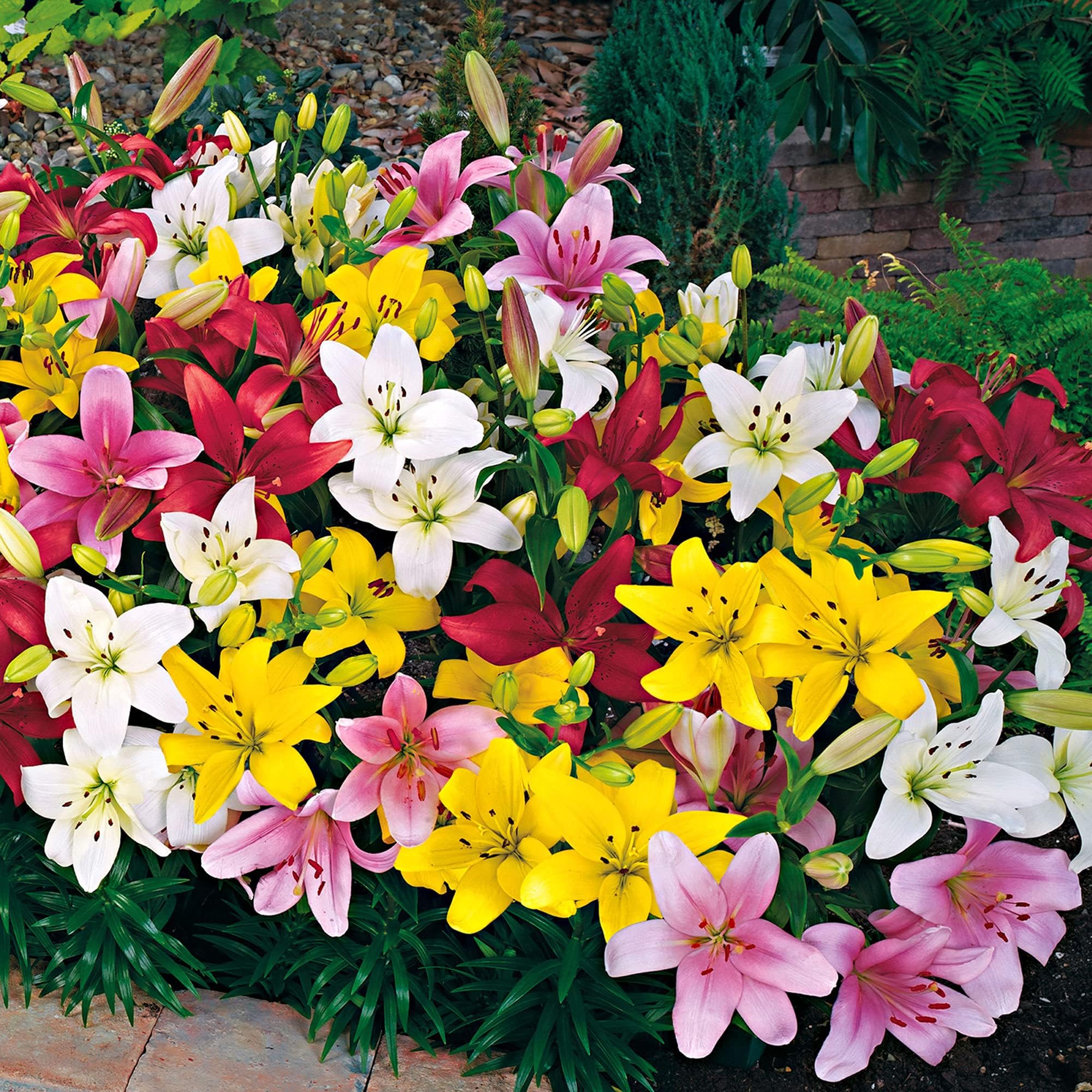 5X Lilium Lambada | Set of 5 Lily Bulbs | Mixed Colours | Garden Bulbs | Flowers for Garden | Flower Bulbs ร 12-14cm